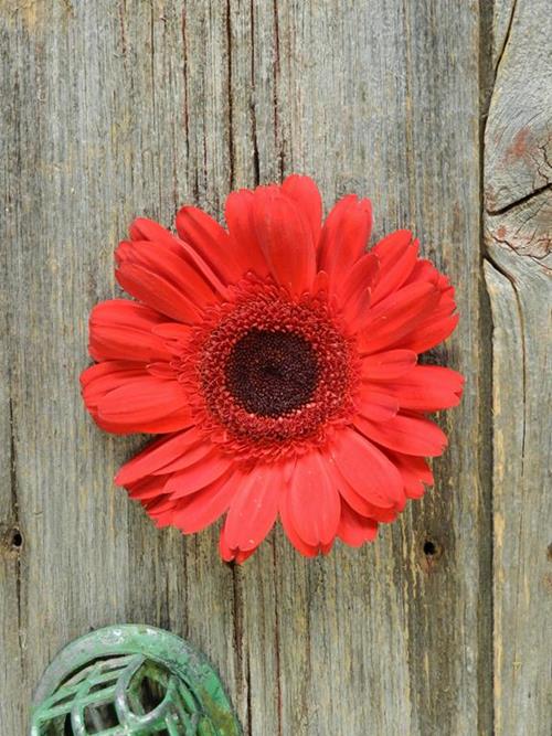 Forza Red Gerbera Daisy